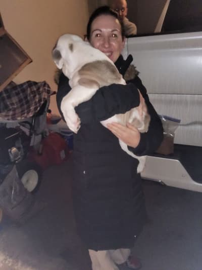 Rio, a English Bulldog puppy from Pawrade