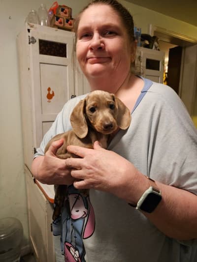 Isaac, a Dachshund, Mini puppy from Pawrade