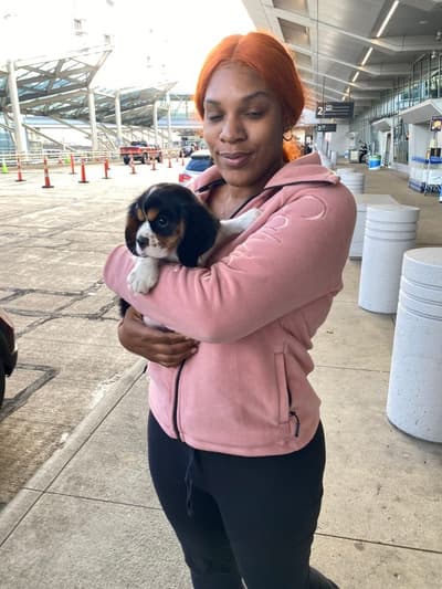 Henry, a Cavalier King Charles Spaniel puppy from Pawrade