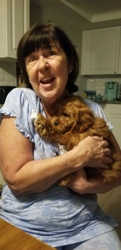 Teddy, a Cavapoo puppy from Pawrade