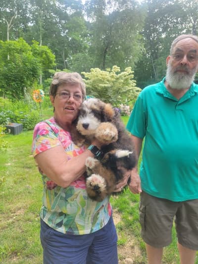 Tucker, a Bernedoodle puppy from Pawrade