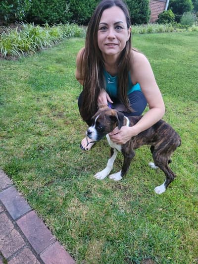 Jackson, a Boxer puppy from Pawrade