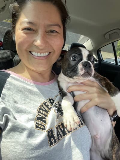 Tristan, a Boston Terrier puppy from Pawrade