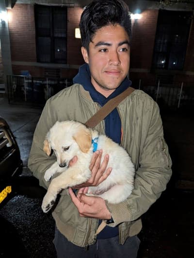 William, a English Golden Retriever puppy from Pawrade