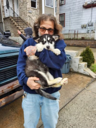 Pembroke, a Alaskan Malamute puppy from Pawrade