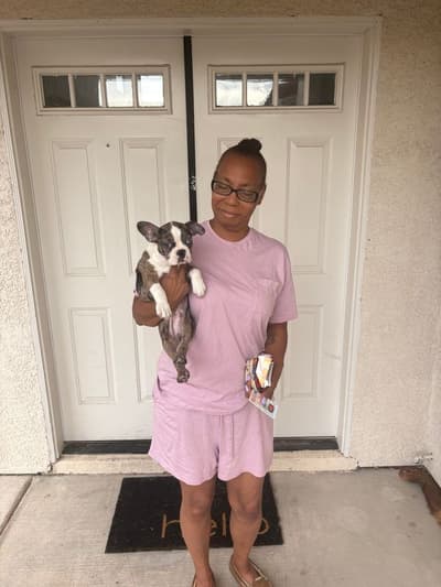 Hamilton, a Frenchton puppy from Pawrade