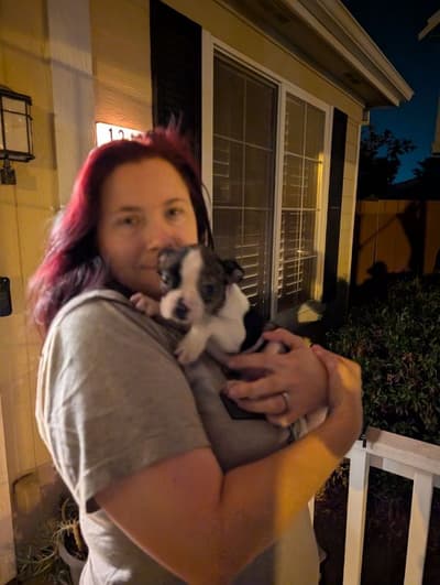 Natalia, a Boston Terrier puppy from Pawrade