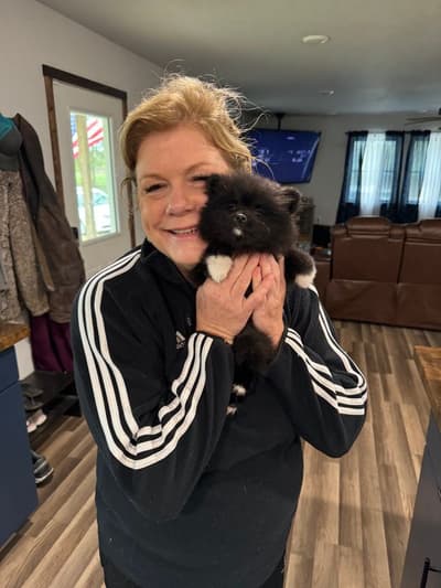 Thomas, a Pomeranian puppy from Pawrade