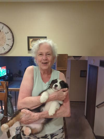 Gracie, a Miniature Australian Shepherd puppy from Pawrade
