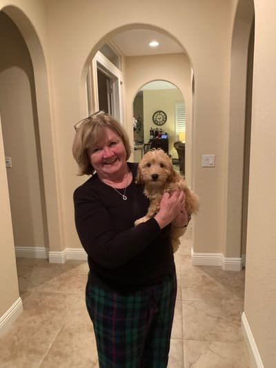 Lexington, a Havapoo puppy from Pawrade
