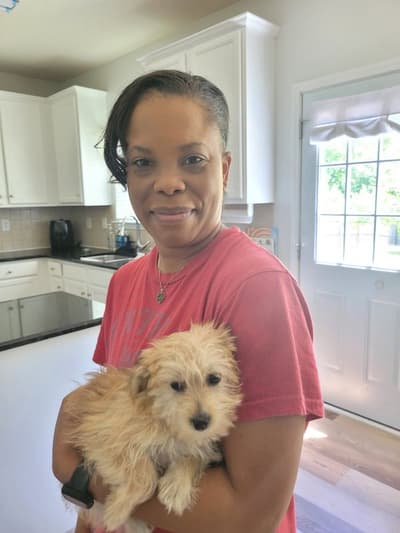 Canary, a Morkie / Yorktese puppy from Pawrade