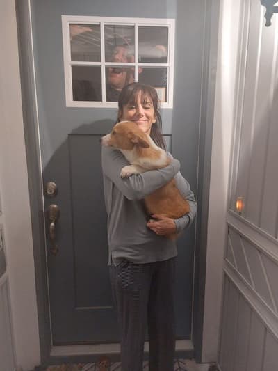 Gracie, a Corgi, Pembroke Welsh puppy from Pawrade