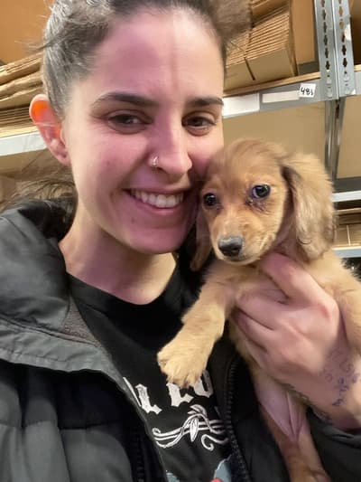 Lavender, a Dachshund, Mini puppy from Pawrade