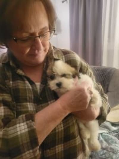 Raylin, a Havanese puppy from Pawrade