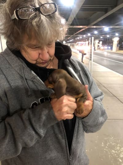 Gracie, a Dachshund, Mini puppy from Pawrade