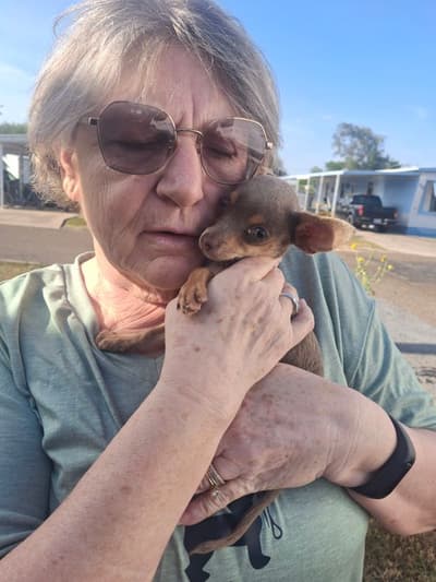 Fern, a Chihuahua puppy from Pawrade