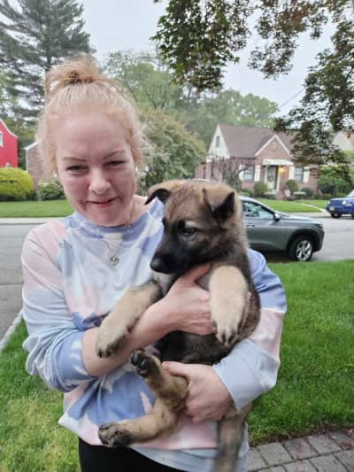 Elmo, a German Shepherd puppy from Pawrade