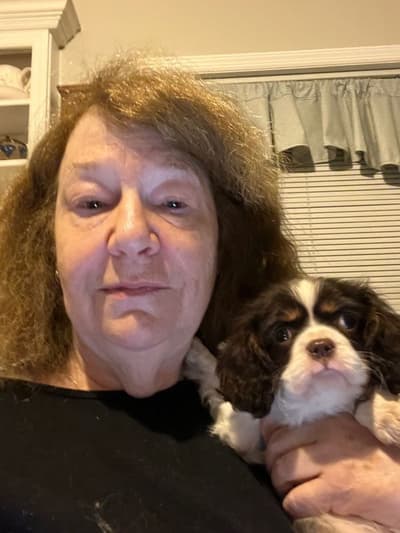 Kiera, a Cavalier King Charles Spaniel puppy from Pawrade