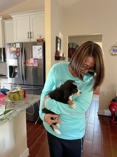 Dominic, a Miniature Australian Shepherd puppy from Pawrade