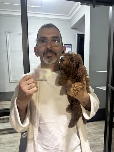 Ellie, a Poodle, Miniature puppy from Pawrade