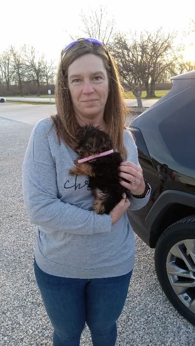 Hadley, a Yorkshire Terrier - Yorkie puppy from Pawrade
