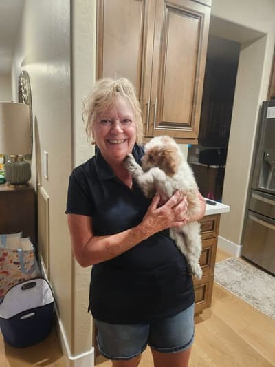 Charlotte, a Bernedoodle, Mini puppy from Pawrade
