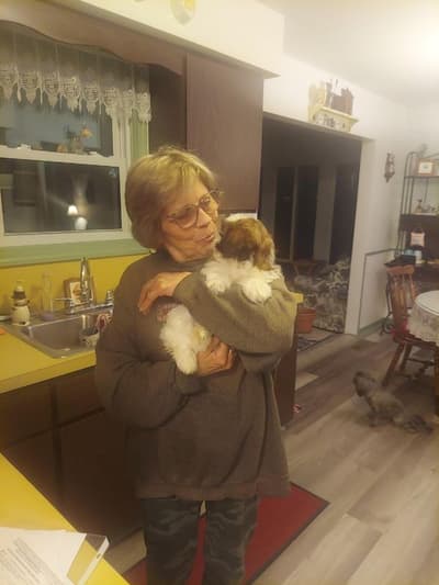 Gizmo, a Shih Tzu puppy from Pawrade