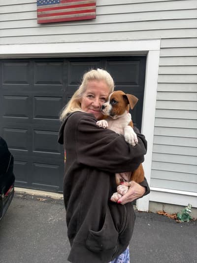 Jamison, a Boxer puppy from Pawrade