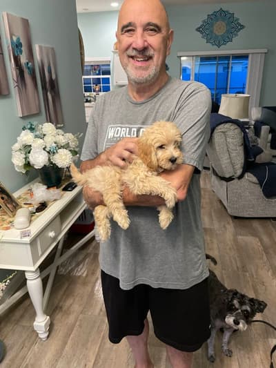 Amelia, a Goldendoodle, Mini puppy from Pawrade