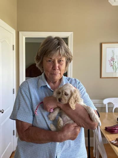 Destiny, a Cocker Spaniel puppy from Pawrade
