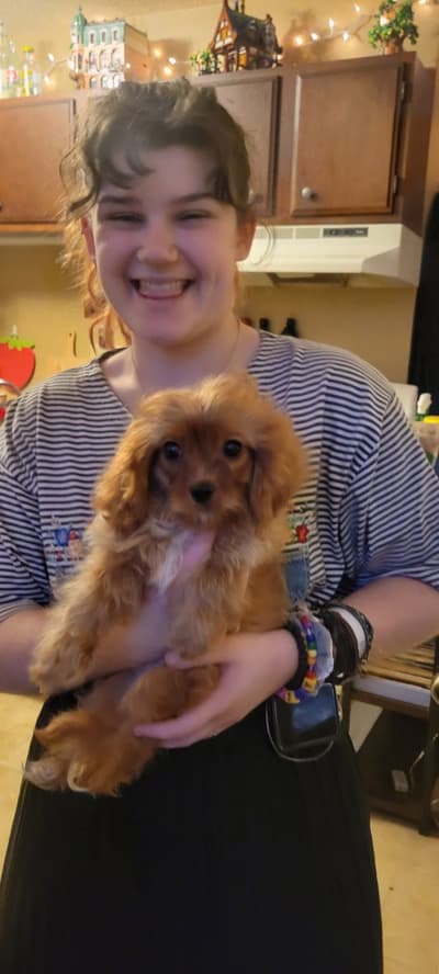 Torrey, a Cavapoo puppy from Pawrade