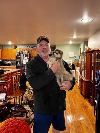 Jessie, a Pomsky puppy from Pawrade