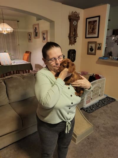 Wyleigh, a Dachshund, Mini puppy from Pawrade