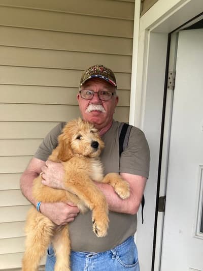 Lorenzo, a Goldendoodle puppy from Pawrade