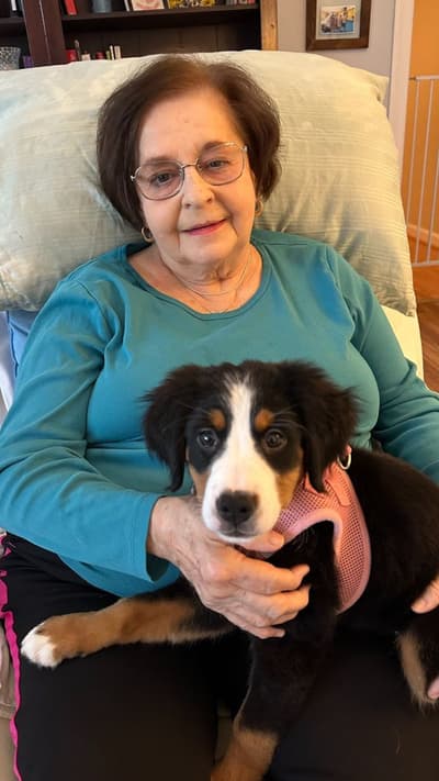 Dora, a Bernese Mountain Dog puppy from Pawrade