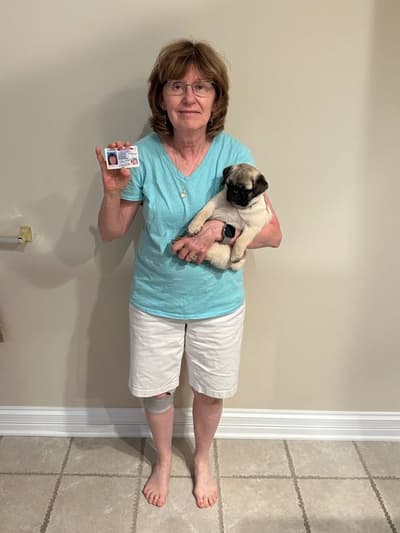 Klark, a Pug puppy from Pawrade