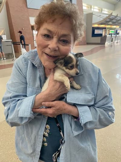 Stacia, a Chihuahua puppy from Pawrade