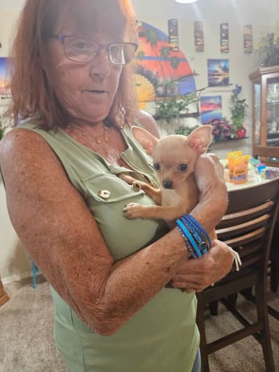 Oscar, a Chihuahua puppy from Pawrade