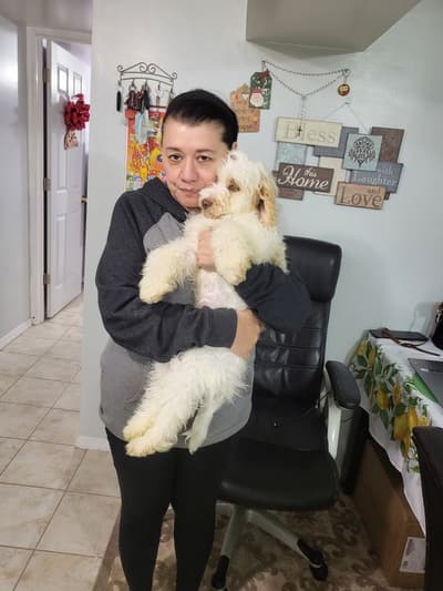 Piston, a Cockapoo puppy from Pawrade