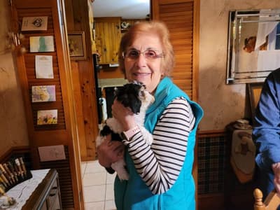 Stacey, a Cavachon puppy from Pawrade