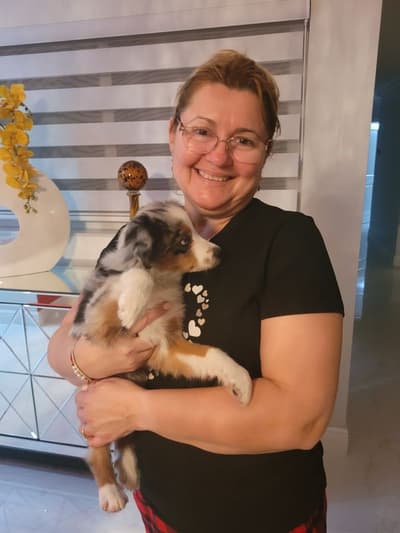 Newton, a Miniature Australian Shepherd puppy from Pawrade