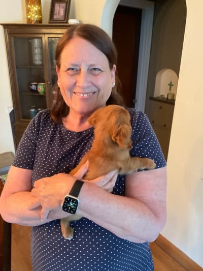 Eudora, a Dachshund, Mini puppy from Pawrade