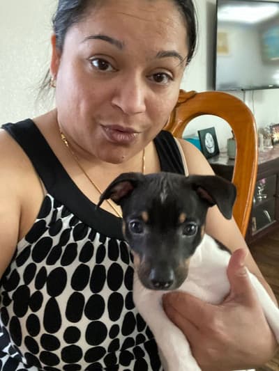 Artemis, a Rat Terrier puppy from Pawrade