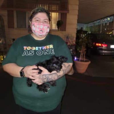 Rufus, a Yorkiepoo - Yorkie Poo puppy from Pawrade