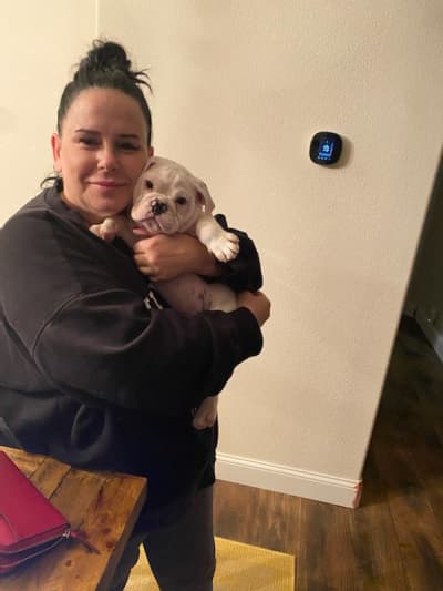 Bridge, a English Bulldog puppy from Pawrade