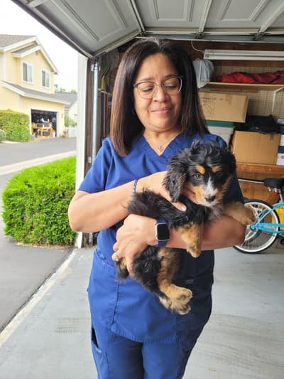 Cora, a Bernedoodle, Mini puppy from Pawrade
