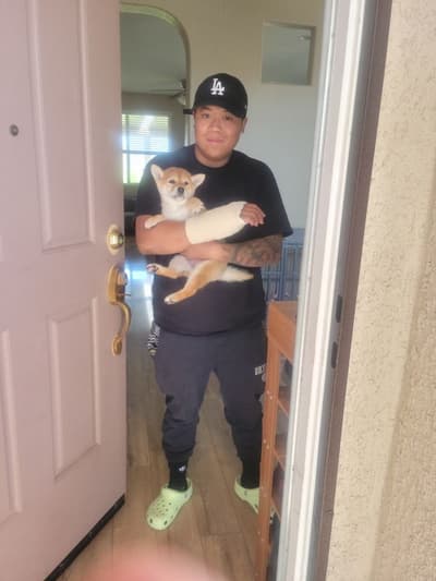 Asuna, a Shiba Inu puppy from Pawrade