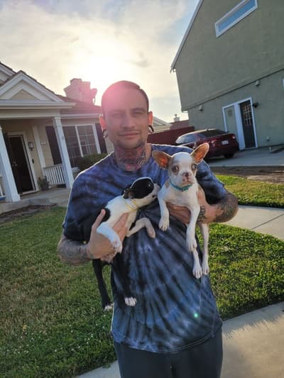 Brittany, a Boston Terrier puppy from Pawrade