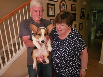 Daphne, a Corgi, Pembroke Welsh puppy from Pawrade