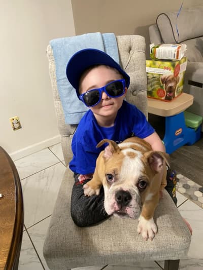 Scout, a English Bulldog puppy from Pawrade